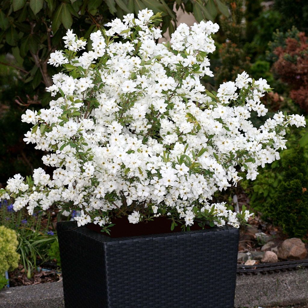 Prunkspiere Niagara - Exochorda racemosa