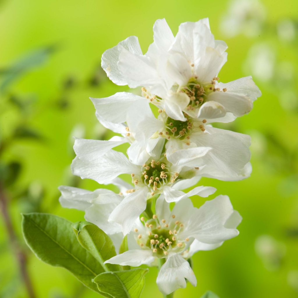 Prunkspiere Niagara - Exochorda racemosa