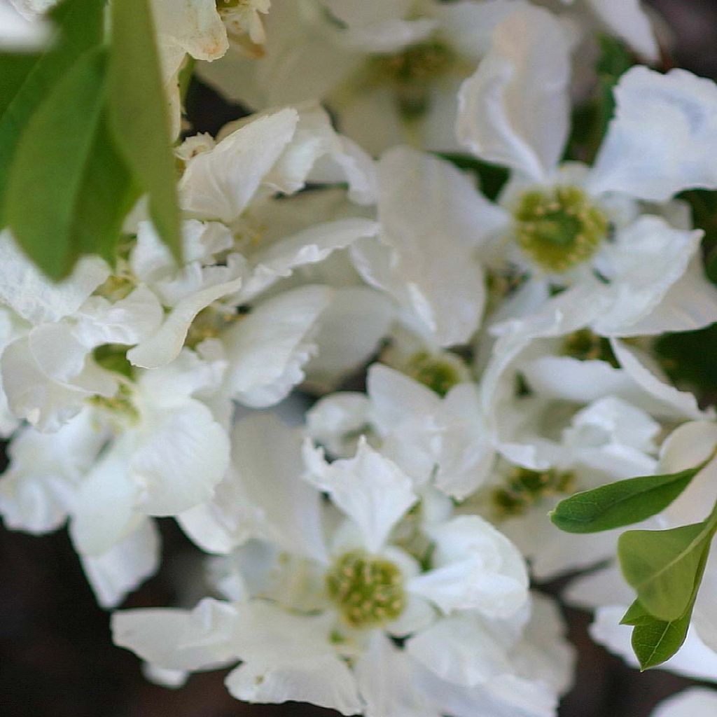 Prunkspiere The Bride - Exochorda macrantha