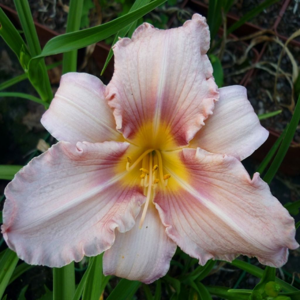 Hemerocallis Eyed Beauty - Taglilie