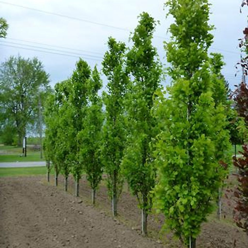 Rotbuche Dawyck - Fagus sylvatica