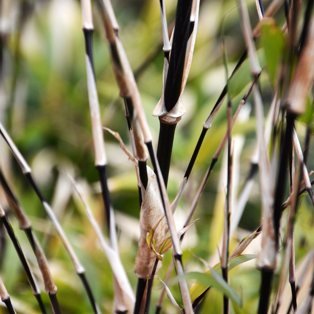 Fargesia nitida Trifina Black - Bambus