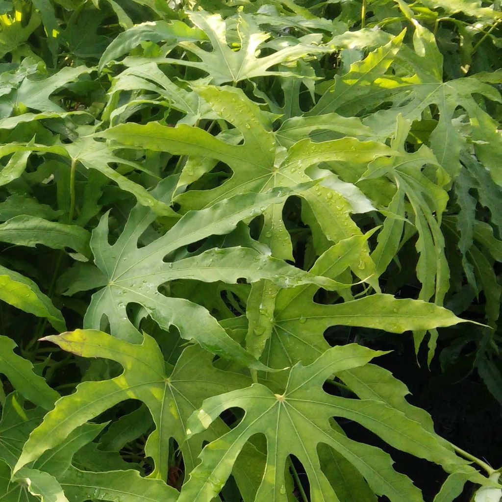 Fatsia polycarpa Green Fingers - Taiwan-Aralie