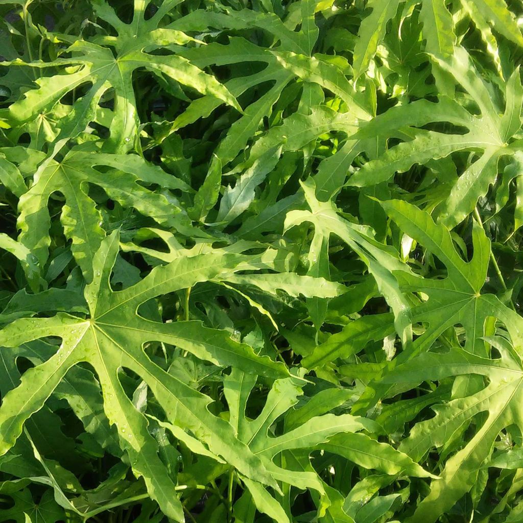 Fatsia polycarpa Green Fingers - Taiwan-Aralie