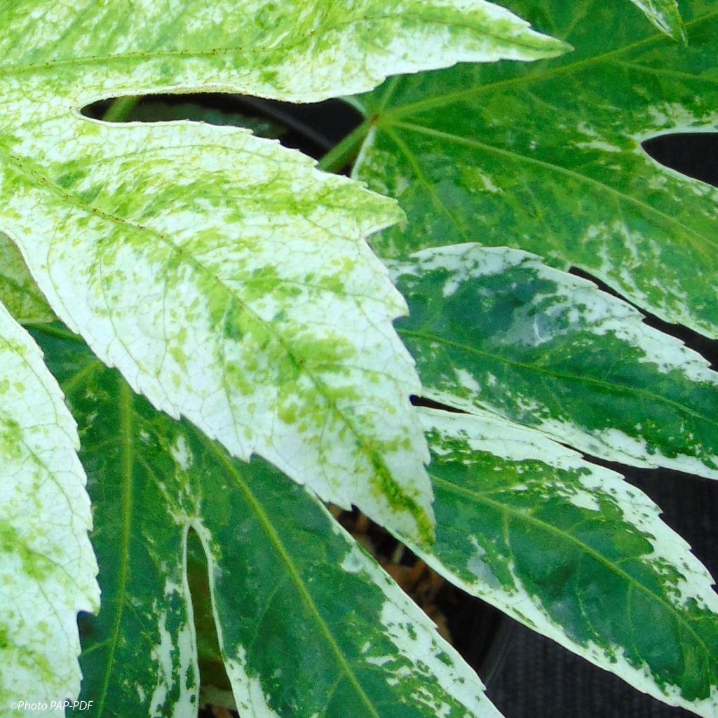 Fatsia japonica Spider's Web - Zimmeraralie