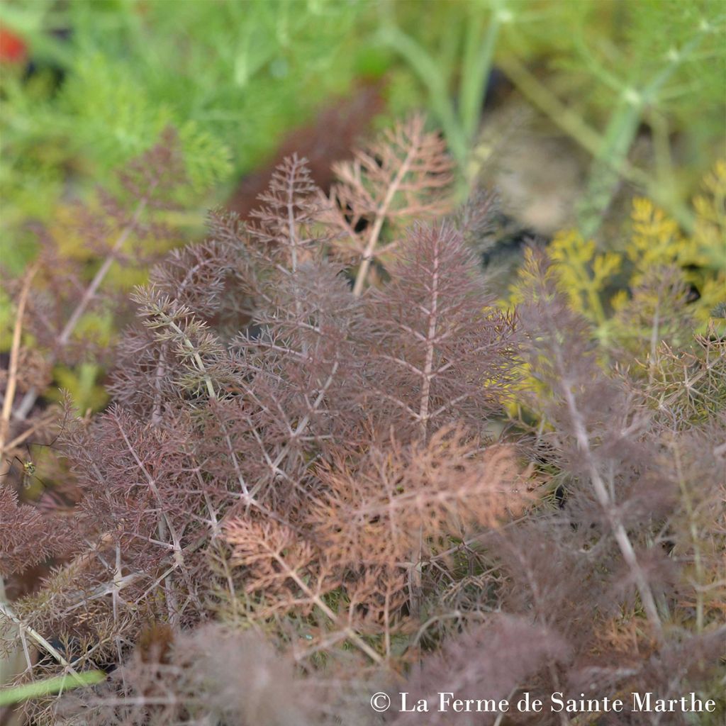 Gewöhnlicher Fenchel purpureum bio - Foeniculum officinale