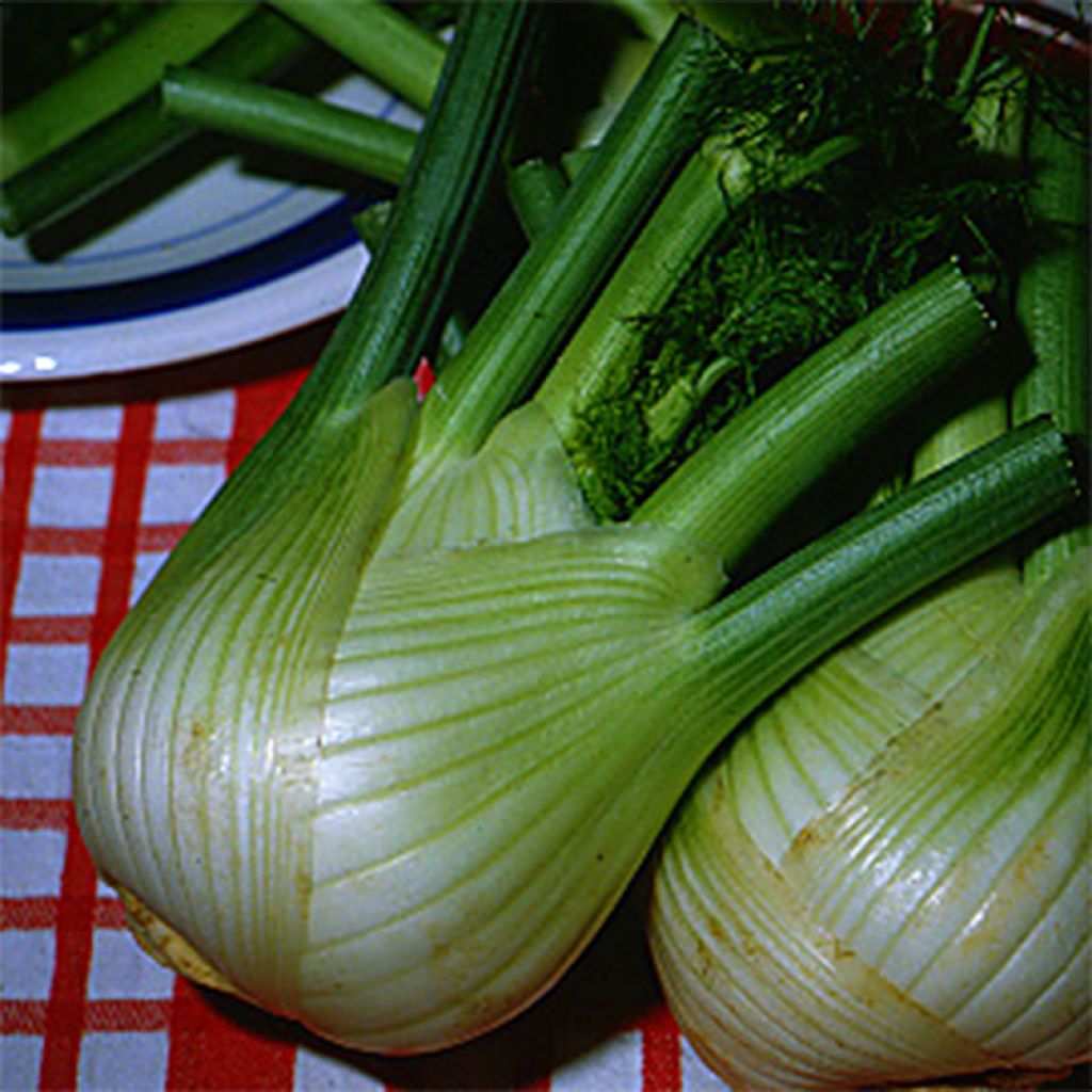 Fenchel Précoce d'Eté Bio - Ferme de Sainte Marthe