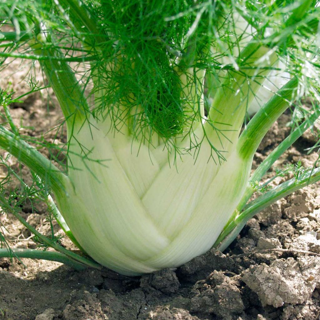 Fenchel Finale Bio - Ferme de Sainte Marthe