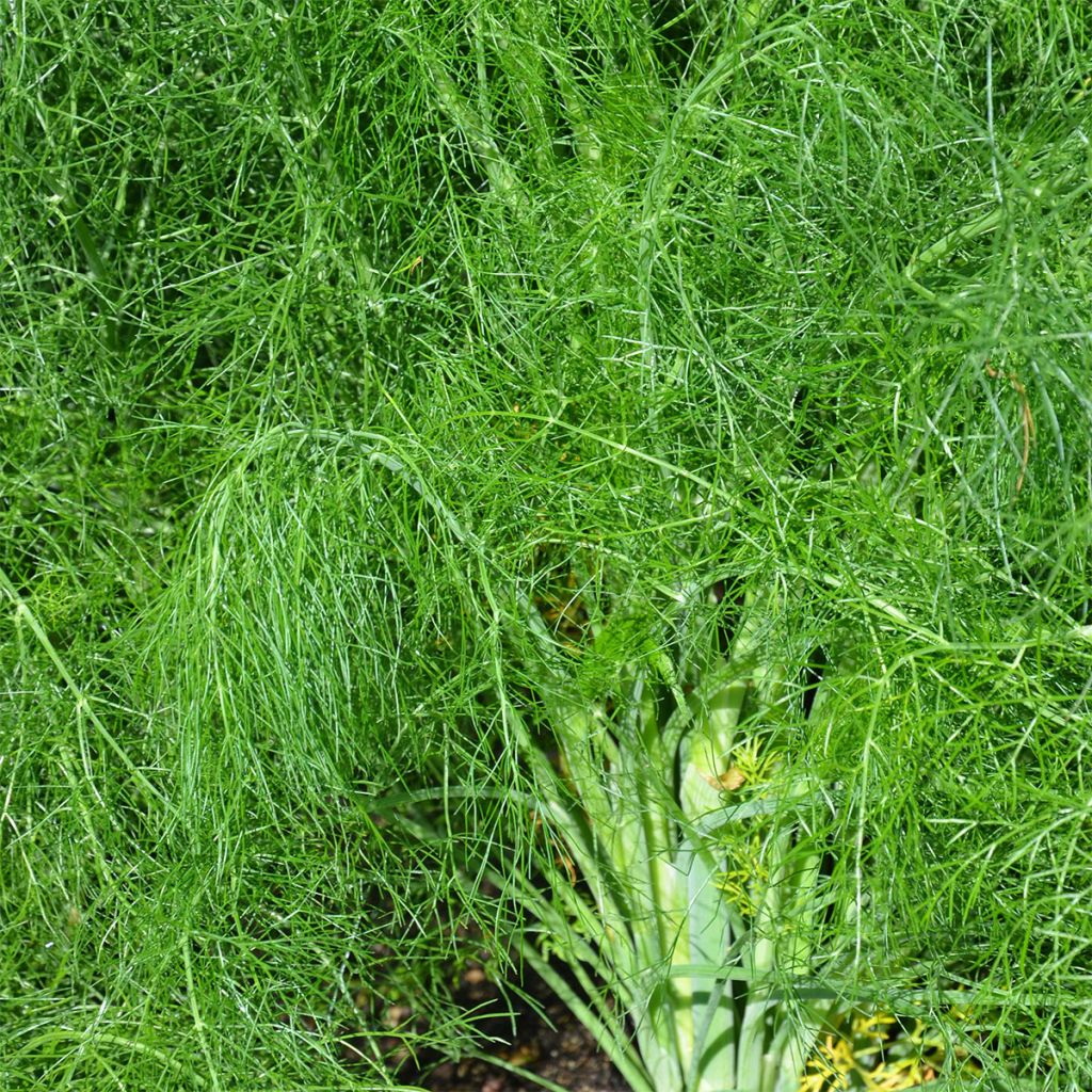 Fenchel - Ferme de Sainte Marthe - Foeniculum vulgare