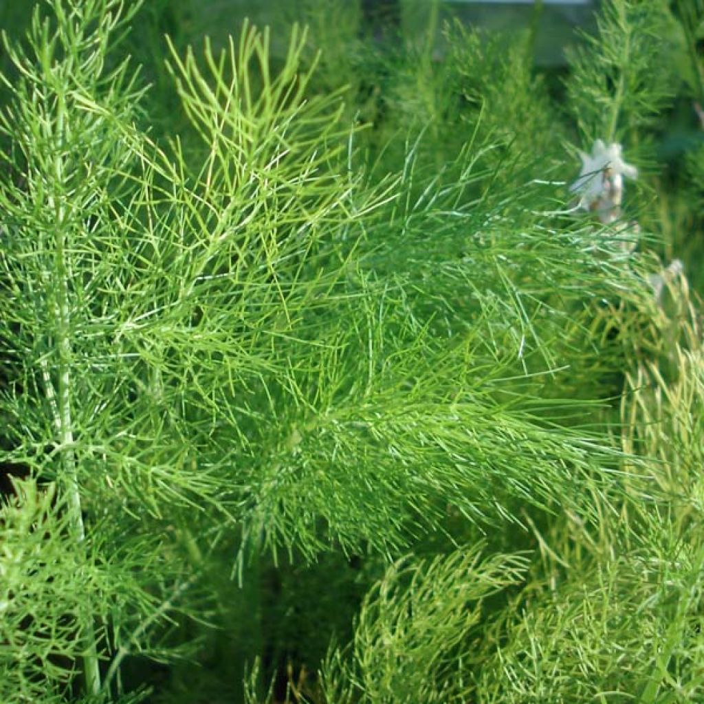 Fenchel - Foeniculum vulgare