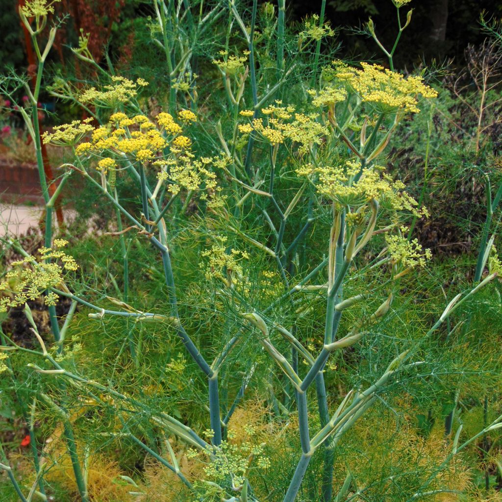 Fenouil - Foeniculum vulgare