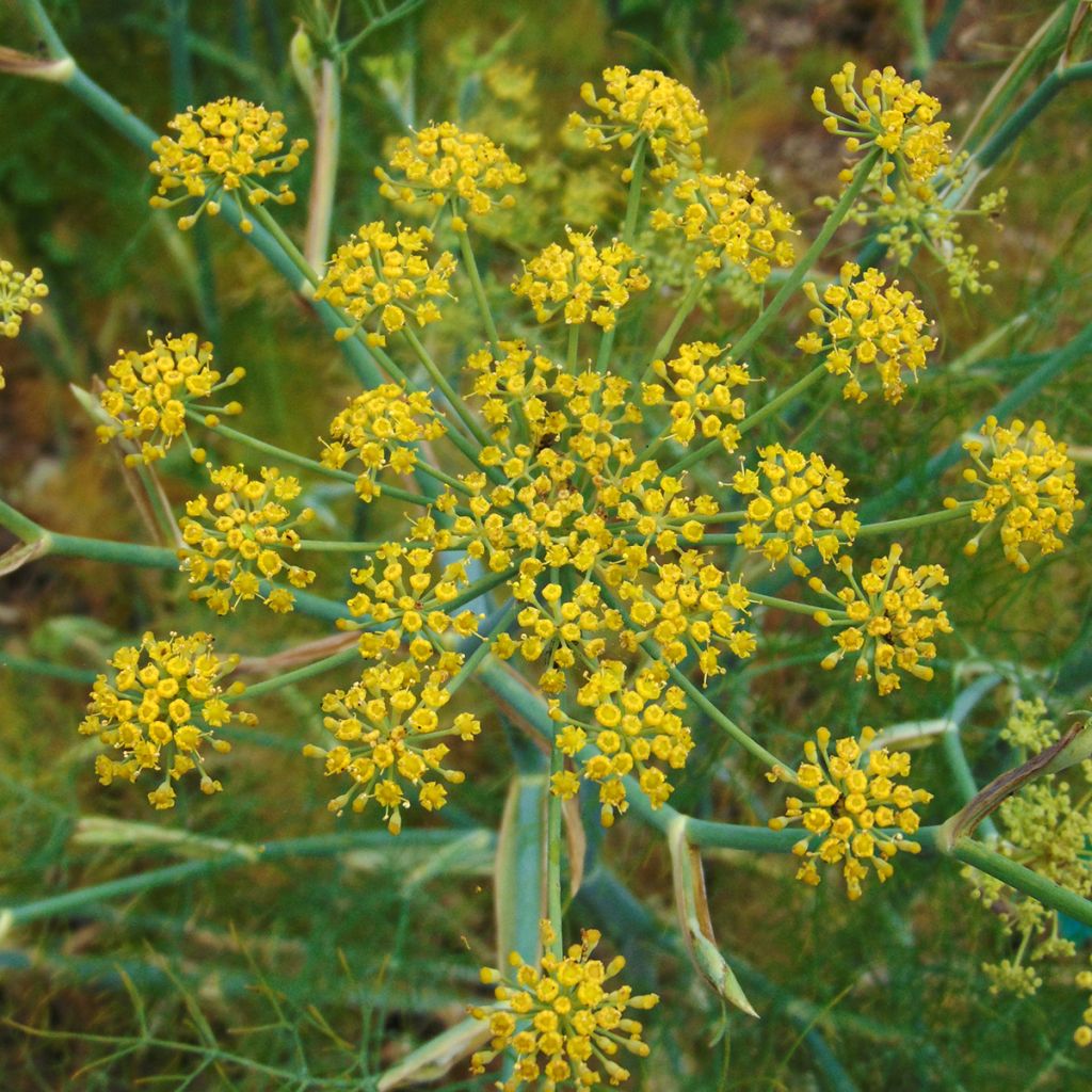 Fenchel - Foeniculum vulgare