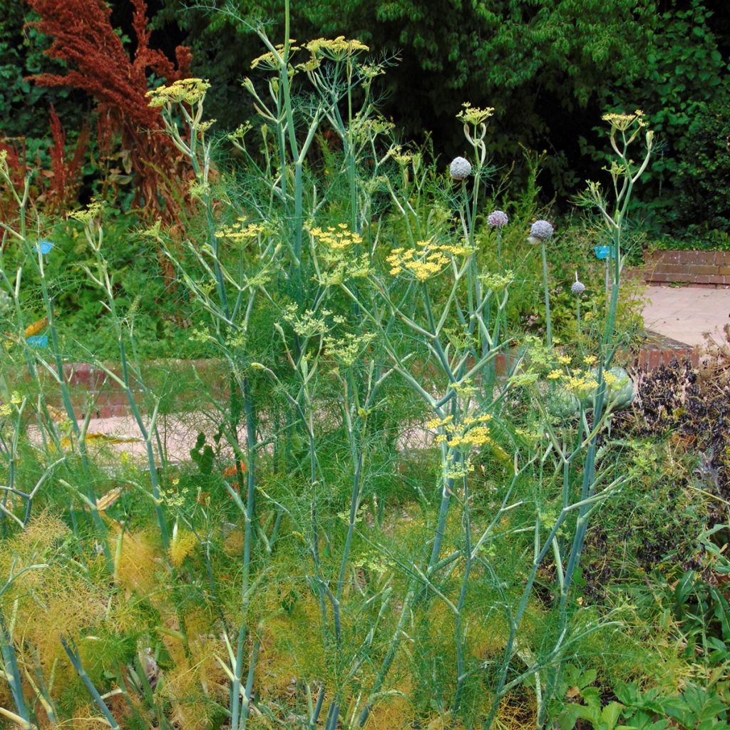 Fenchel - Foeniculum vulgare