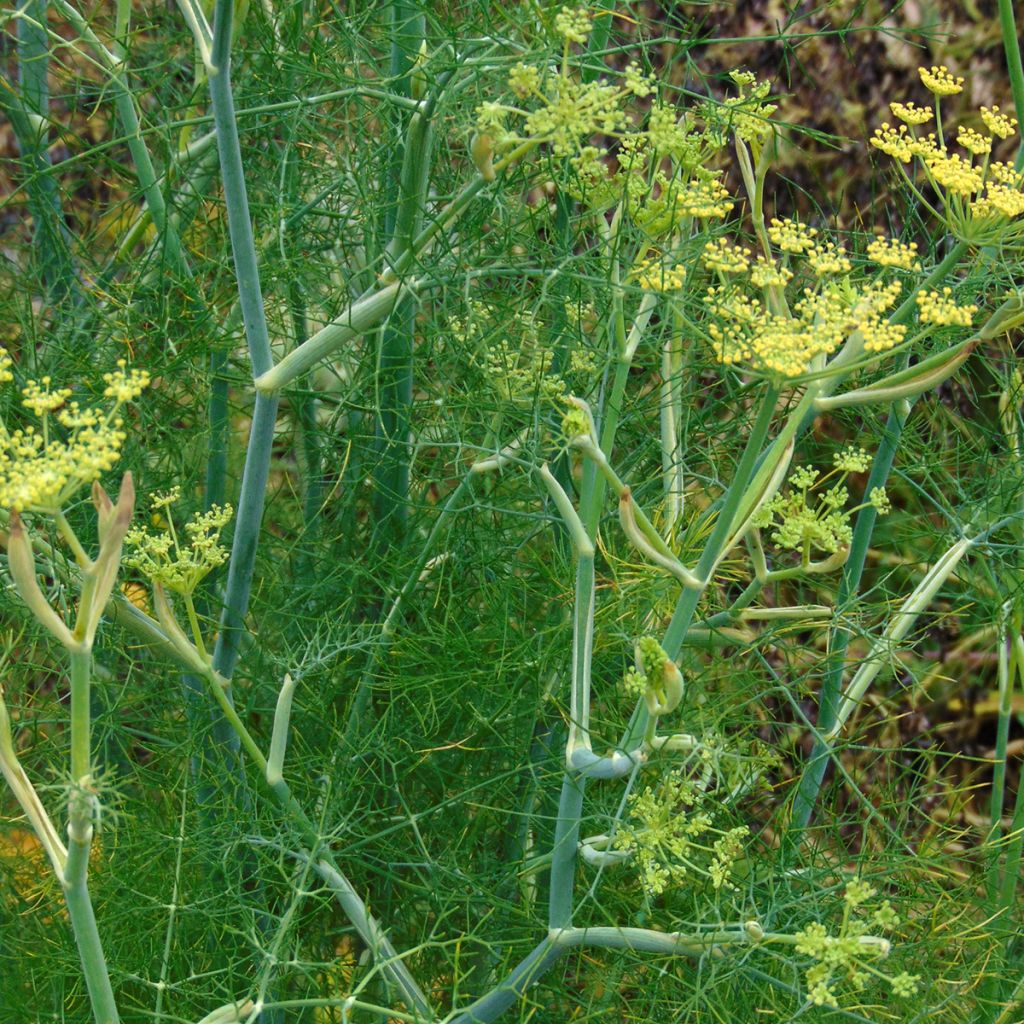 Fenchel - Foeniculum vulgare