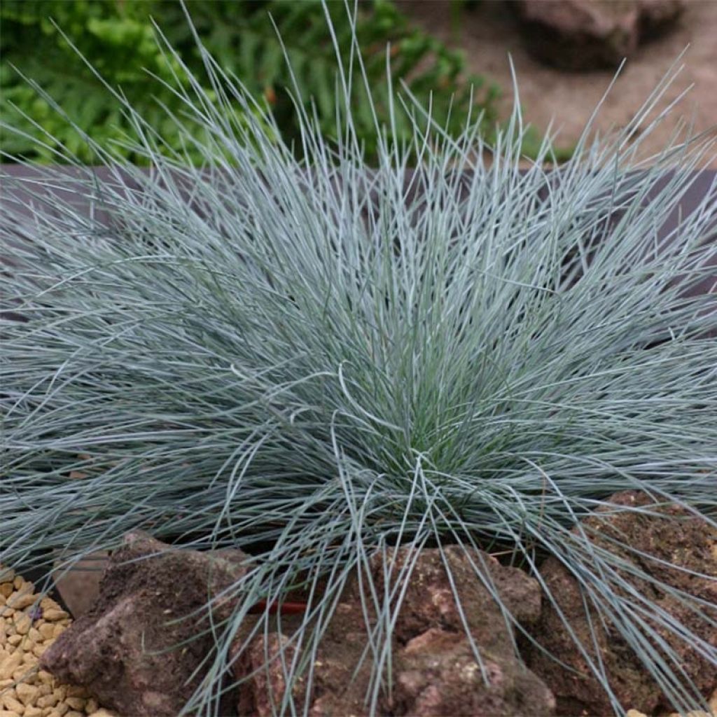 Blau-Schwingel Intense Blue - Festuca glauca