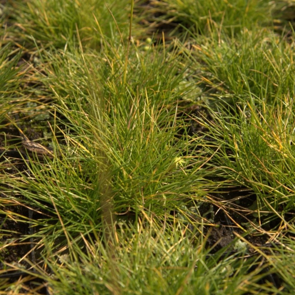 Blau-Schwingel Golden Toupee - Festuca glauca