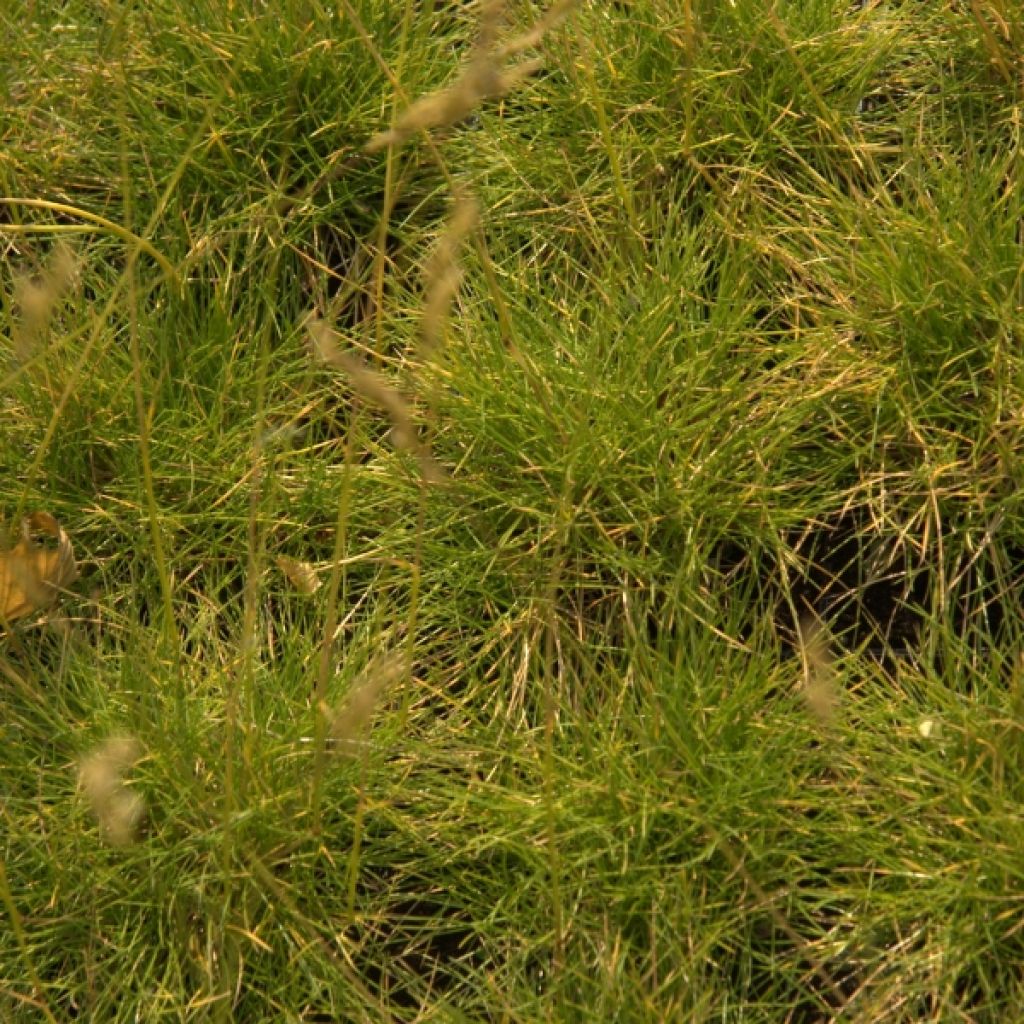 Fetuque, Festuca glauca Golden Toupee