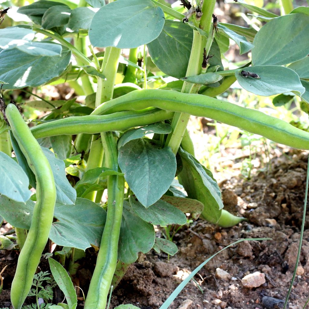 Ackerbohne Aguadulce très longue cosse