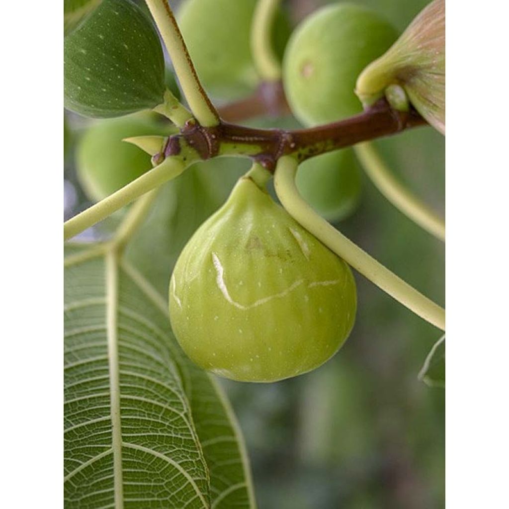 Feige Sucre Vert - Ficus carica