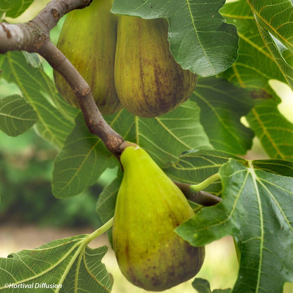 Figuier précoce de Dalmatie - Ficus carica