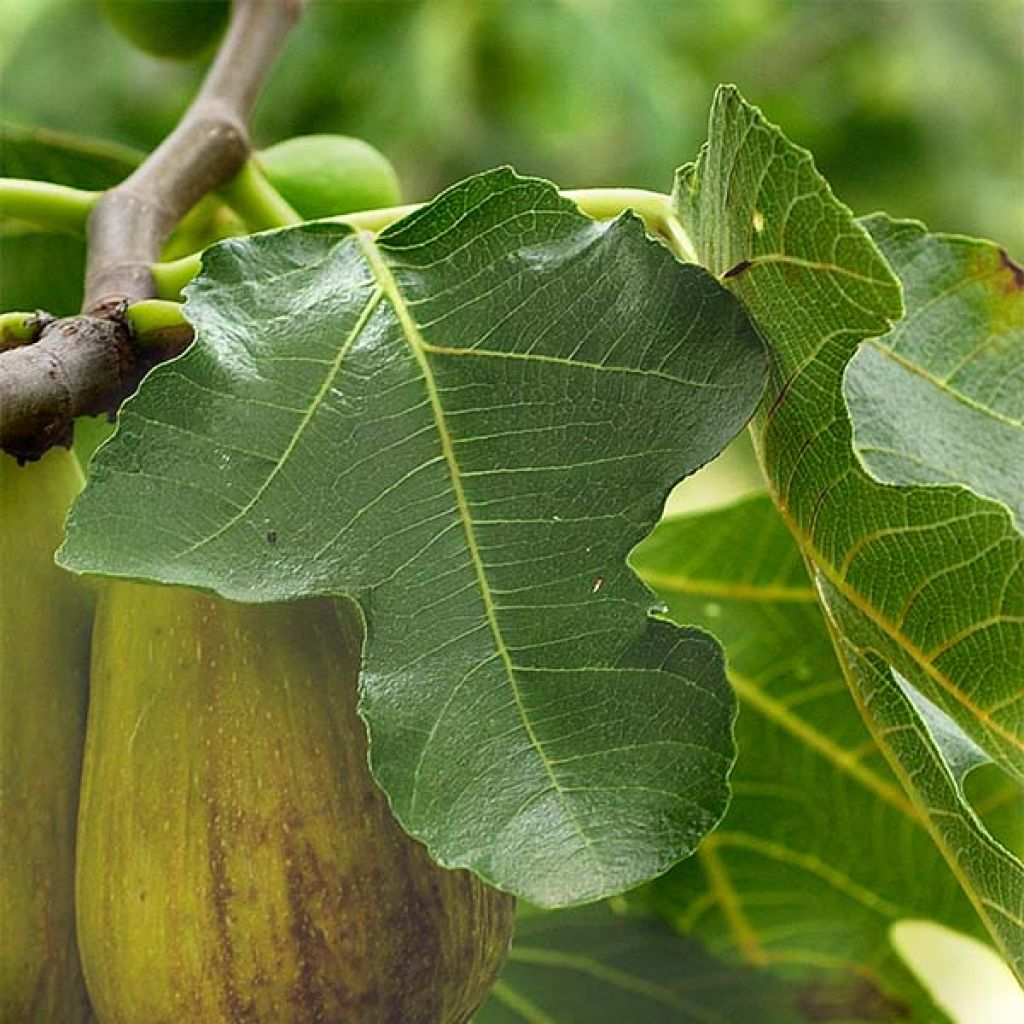 Feige Précoce de Dalmatie - Ficus carica