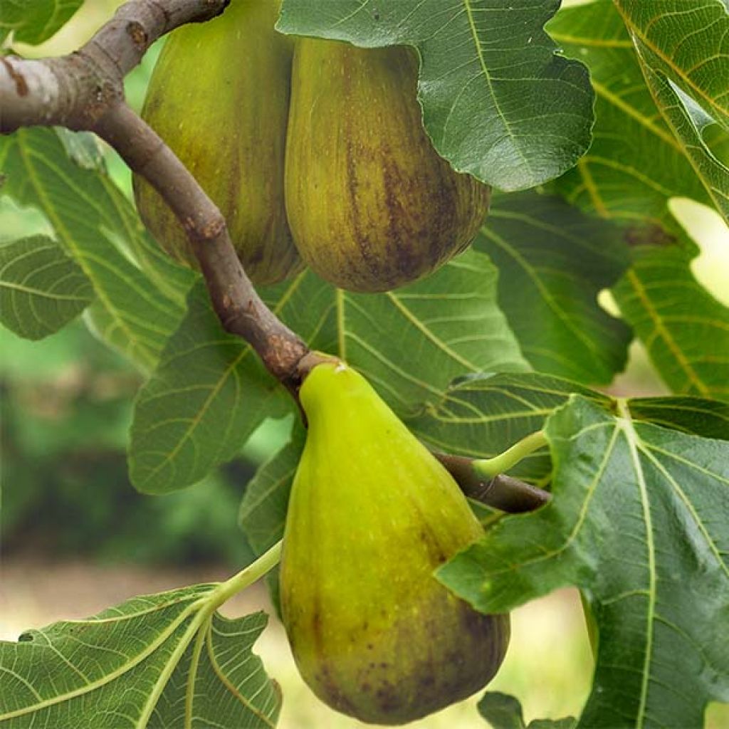 Feige Précoce de Dalmatie - Ficus carica