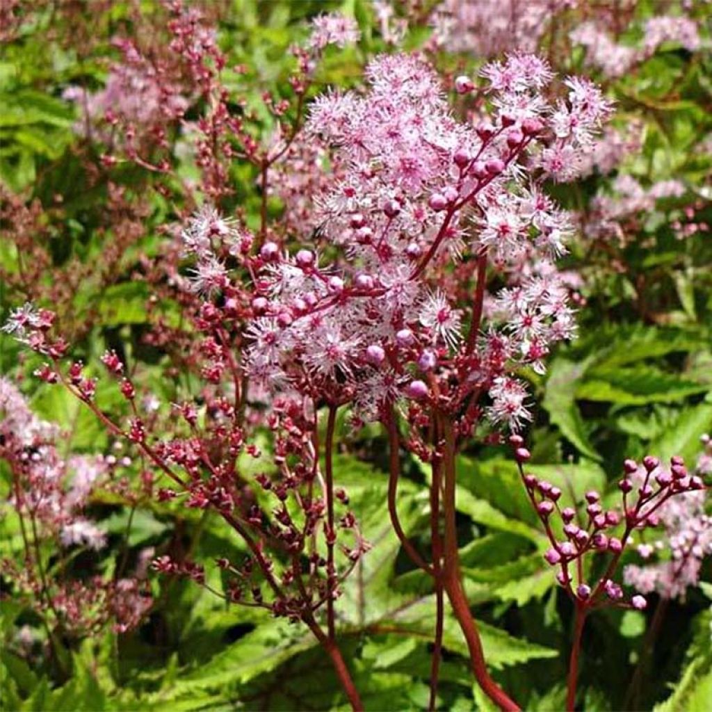 Mädesüß Red Umbrellas - Filipendula