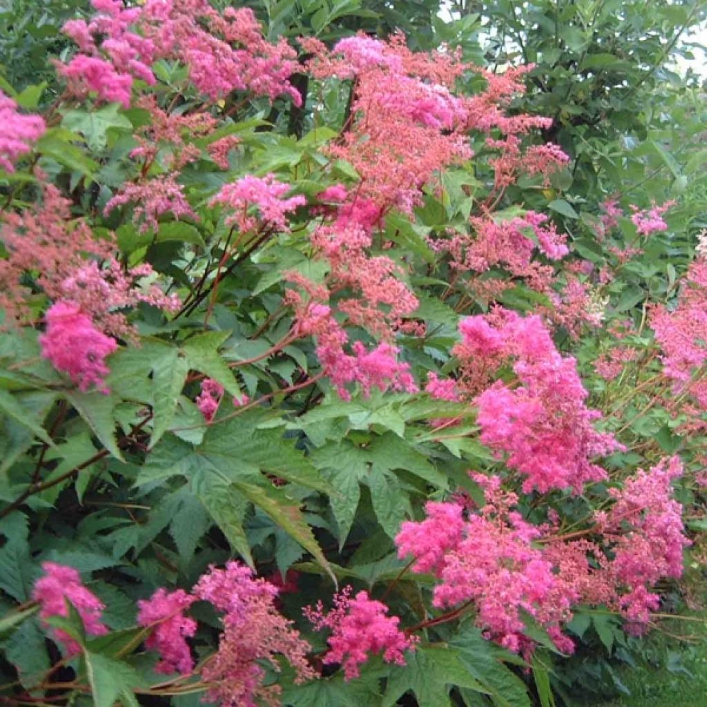 Rotblühendes Mädesüß - Filipendula purpurea