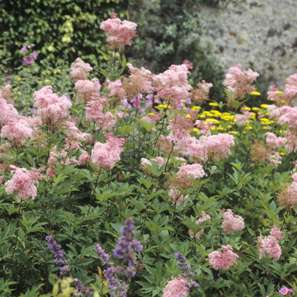 Rotblühendes Mädesüß Elegans - Filipendula purpurea