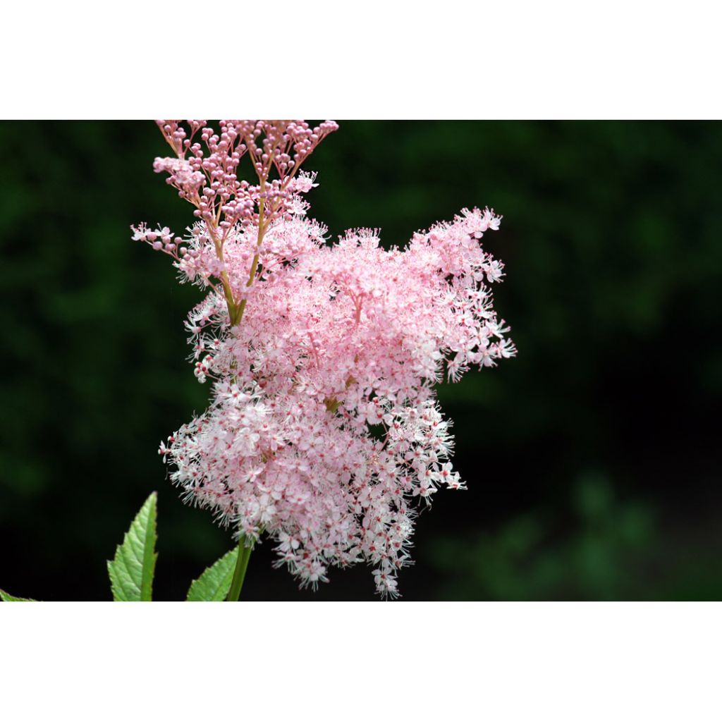 Mädesüß Venusta - Filipendula rubra