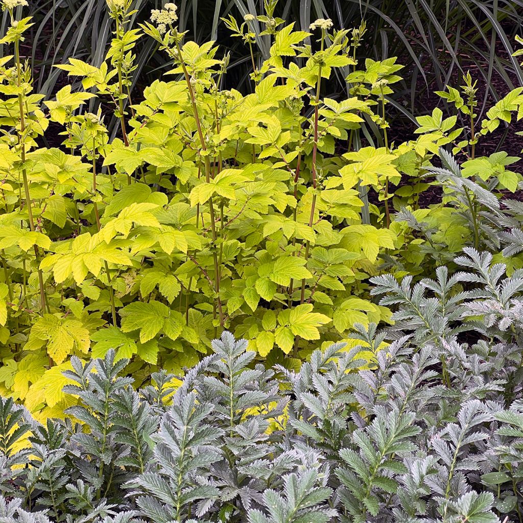 Echtes Mädesüß Aurea - Filipendula ulmaria