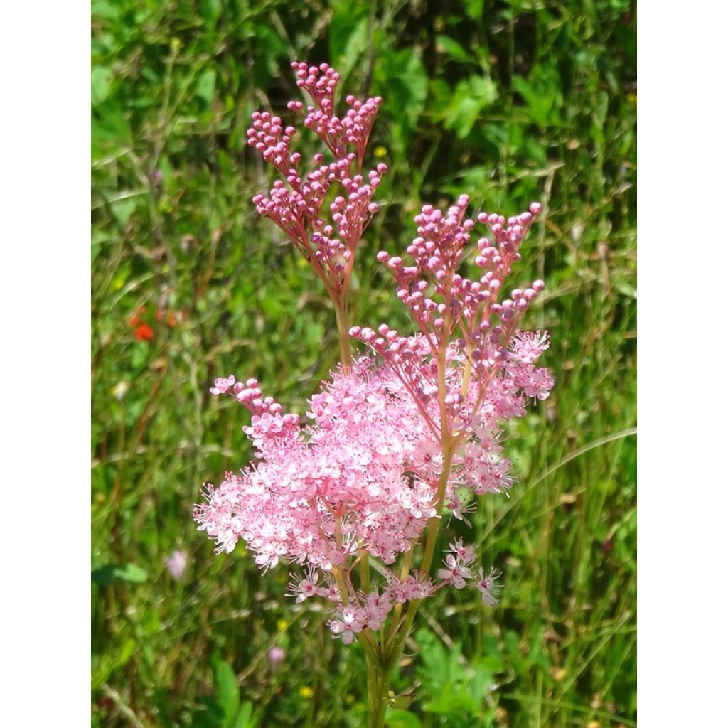 Mädesüß Venusta - Filipendula rubra