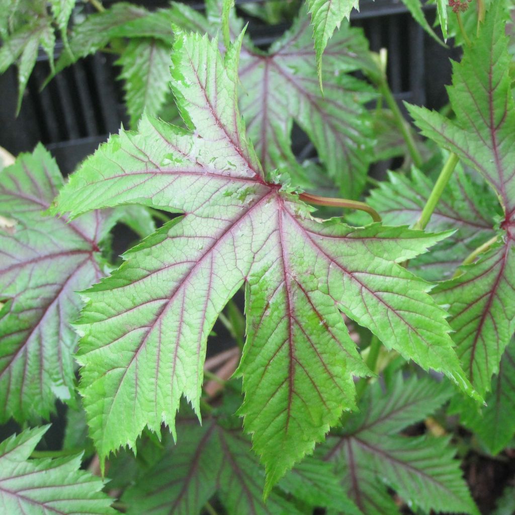 Mädesüß Red Umbrellas - Filipendula