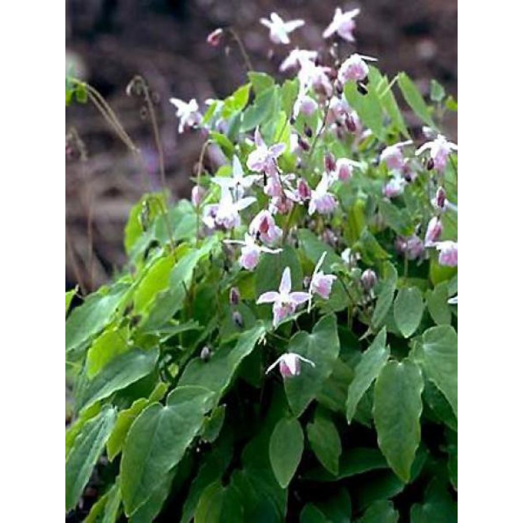 Epimedium youngianum Roseum - Elfenblume