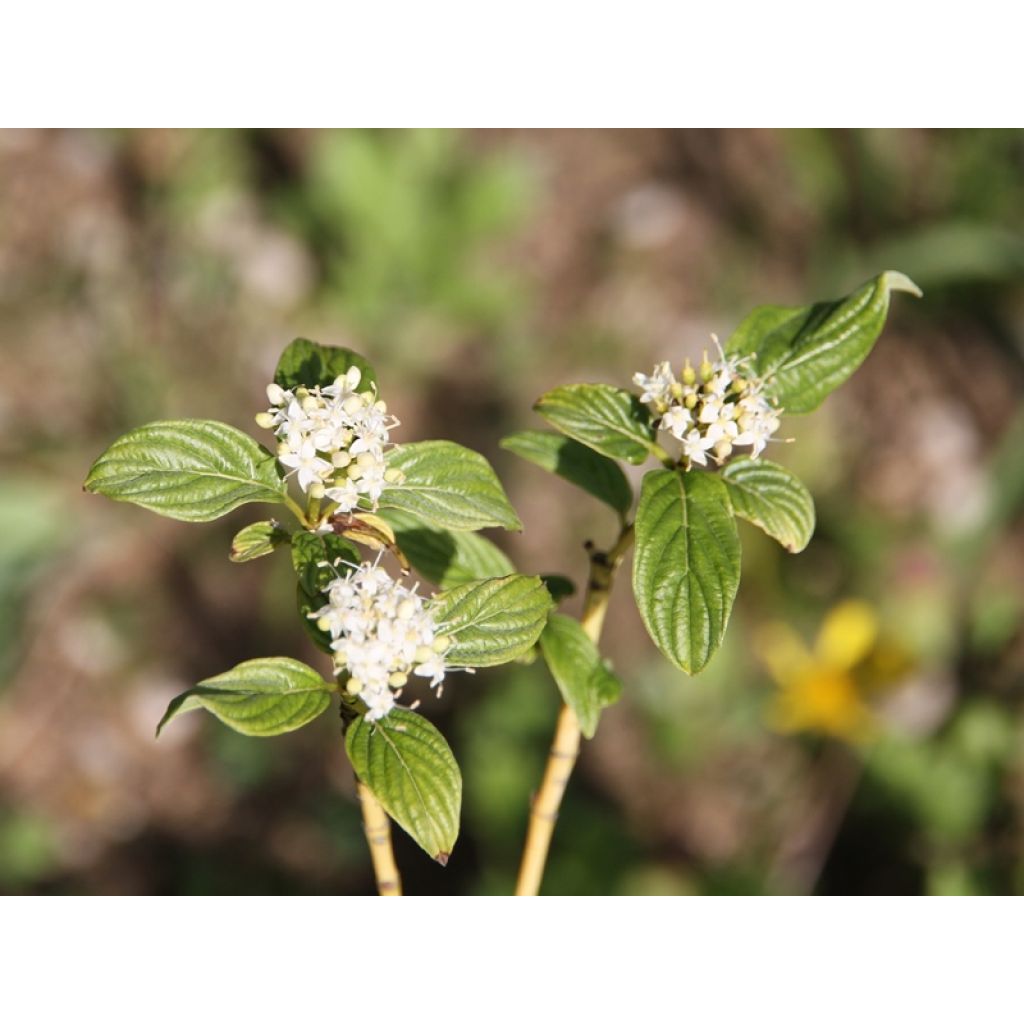 jeune cornus stolonifera flaviramea en fleurs