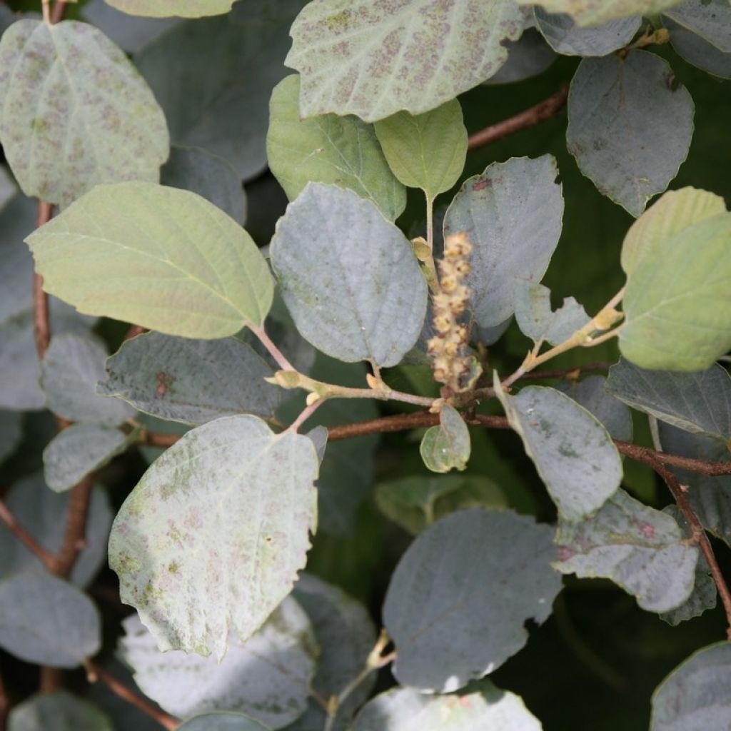 Federbuschstrauch Blue Shadow - Fothergilla intermedia