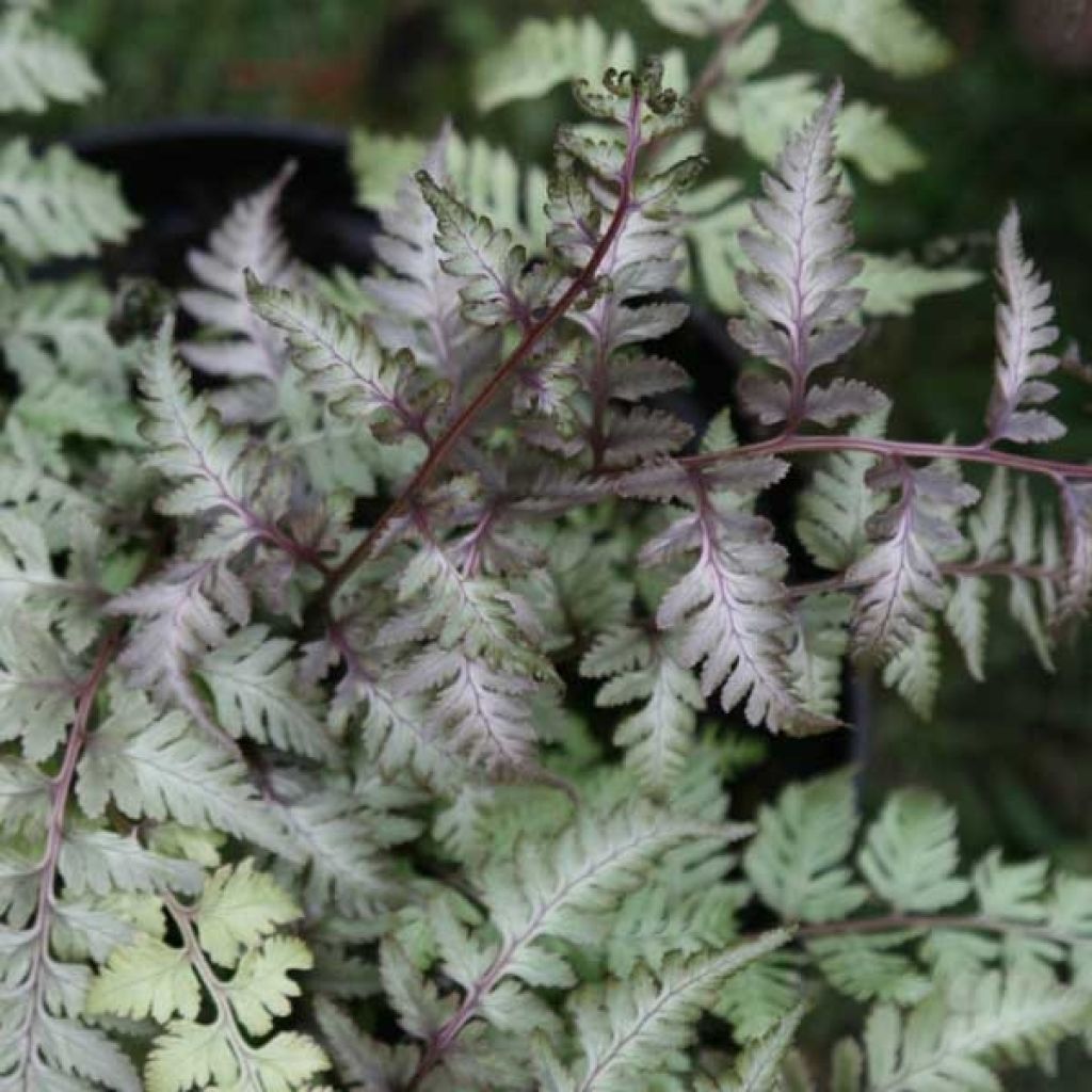 Athyrium niponicum var. pictum - Regenbogenfarn