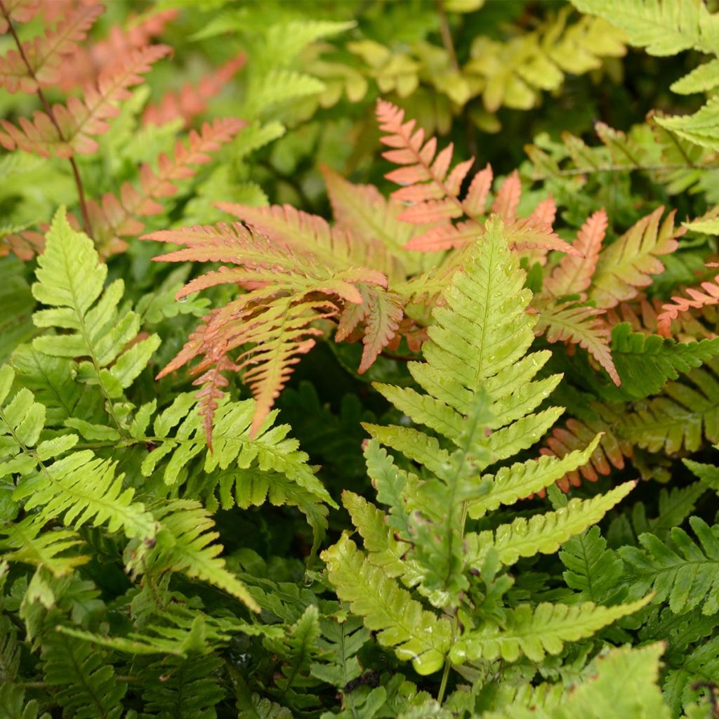 Dryopteris erythrosora - Wurmfarn