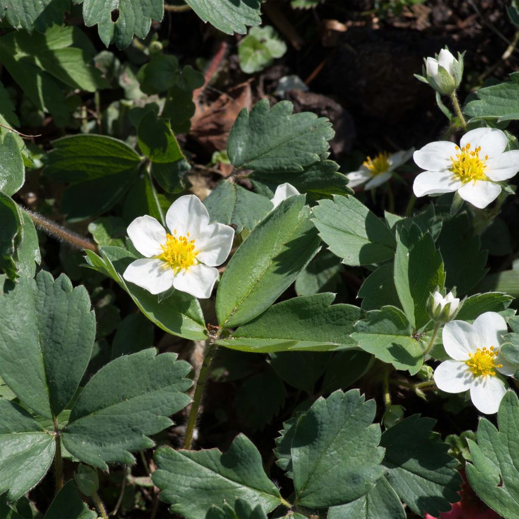 Fragaria chiloensis - Chile-Erdbeere