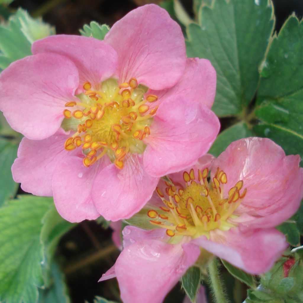 Fraisier rose - Fragaria Pink Panda