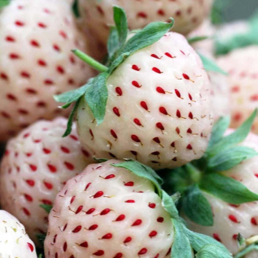 Erdbeere White Pineberry