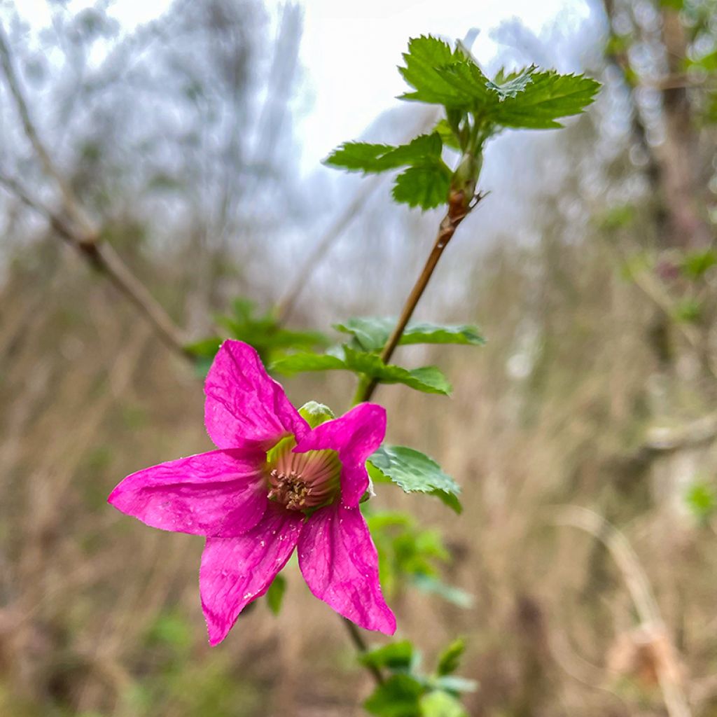 Rubus spectabilis Pacific Rose - Pracht-Himbeere