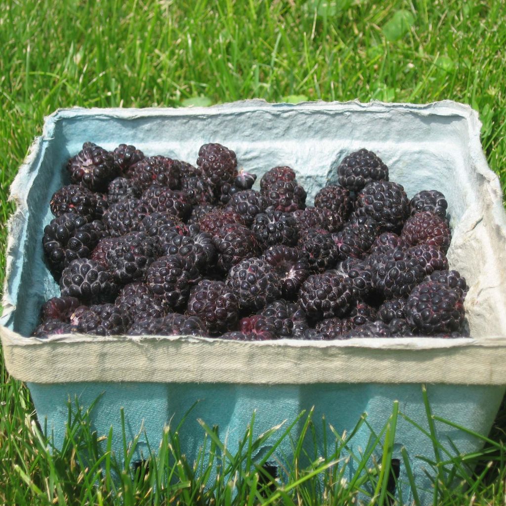 Schwarze Himbeere Black Jewel - Rubus occidentalis