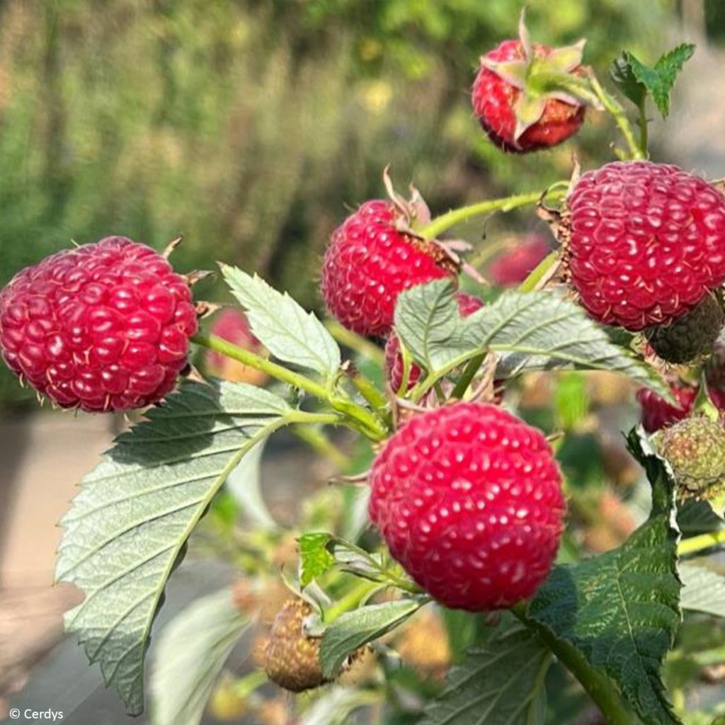 Himbeere Mademoiselle Françoise