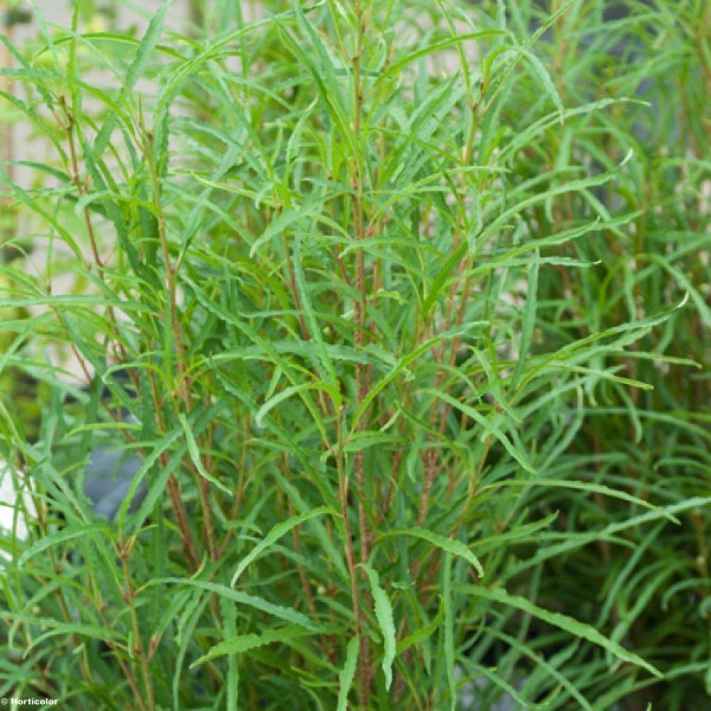 Rhamnus frangula Fine Line 'Ron Williams' - Faulbaum