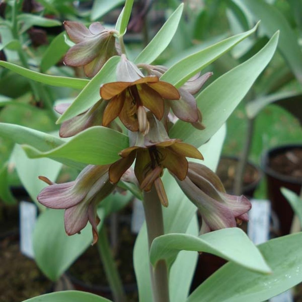 Fritillaria sewerzowii