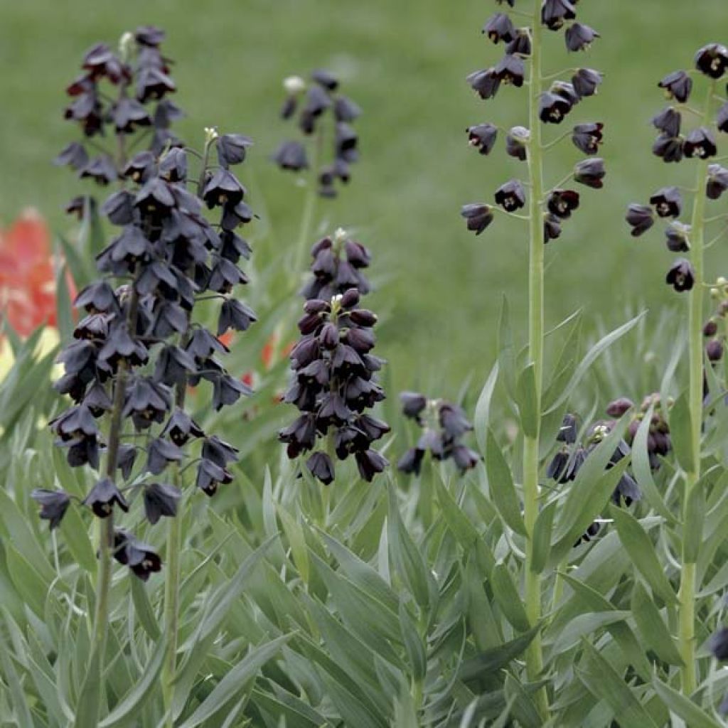 Fritillaire Persica Adiyaman