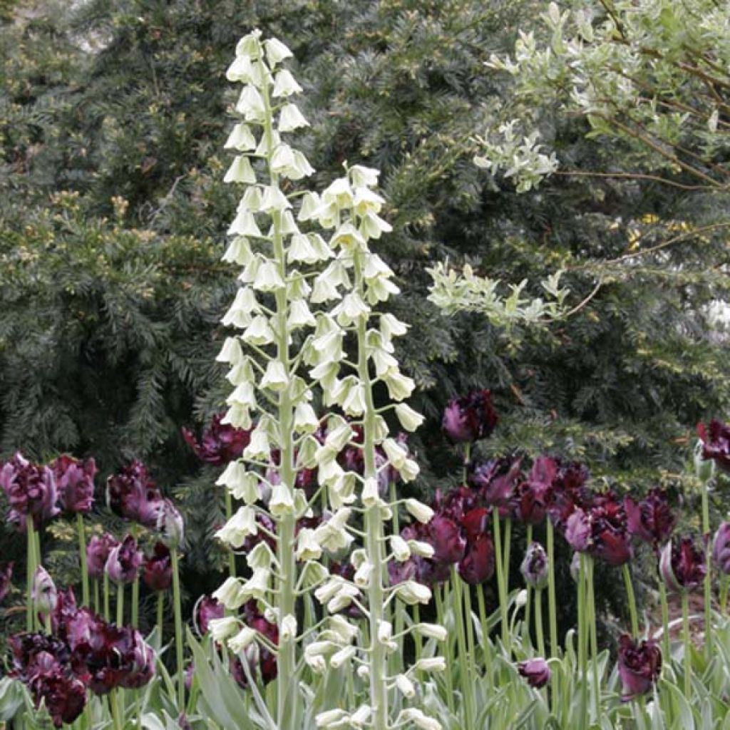 Persische Kaiserkrone Ivory Bells - Fritillaria persica