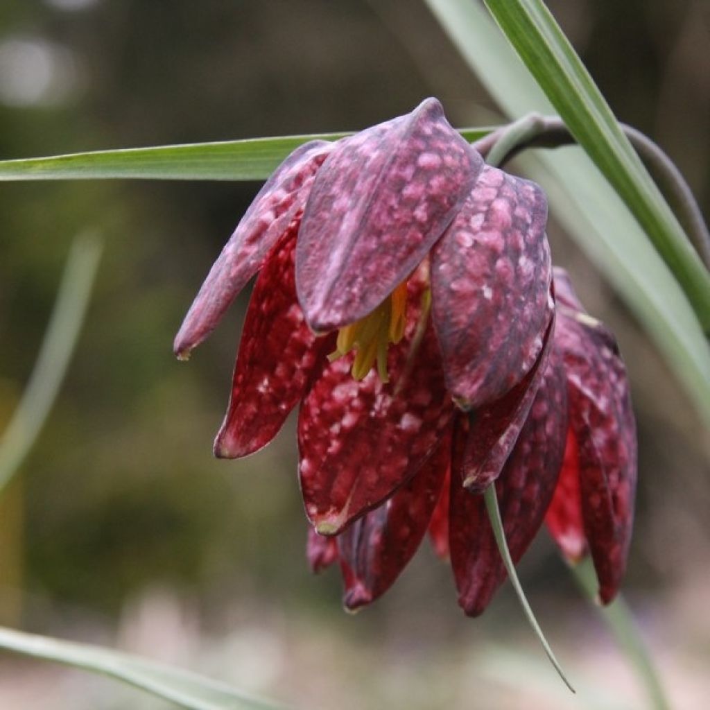 Fritillaria meleagris - Schachblume