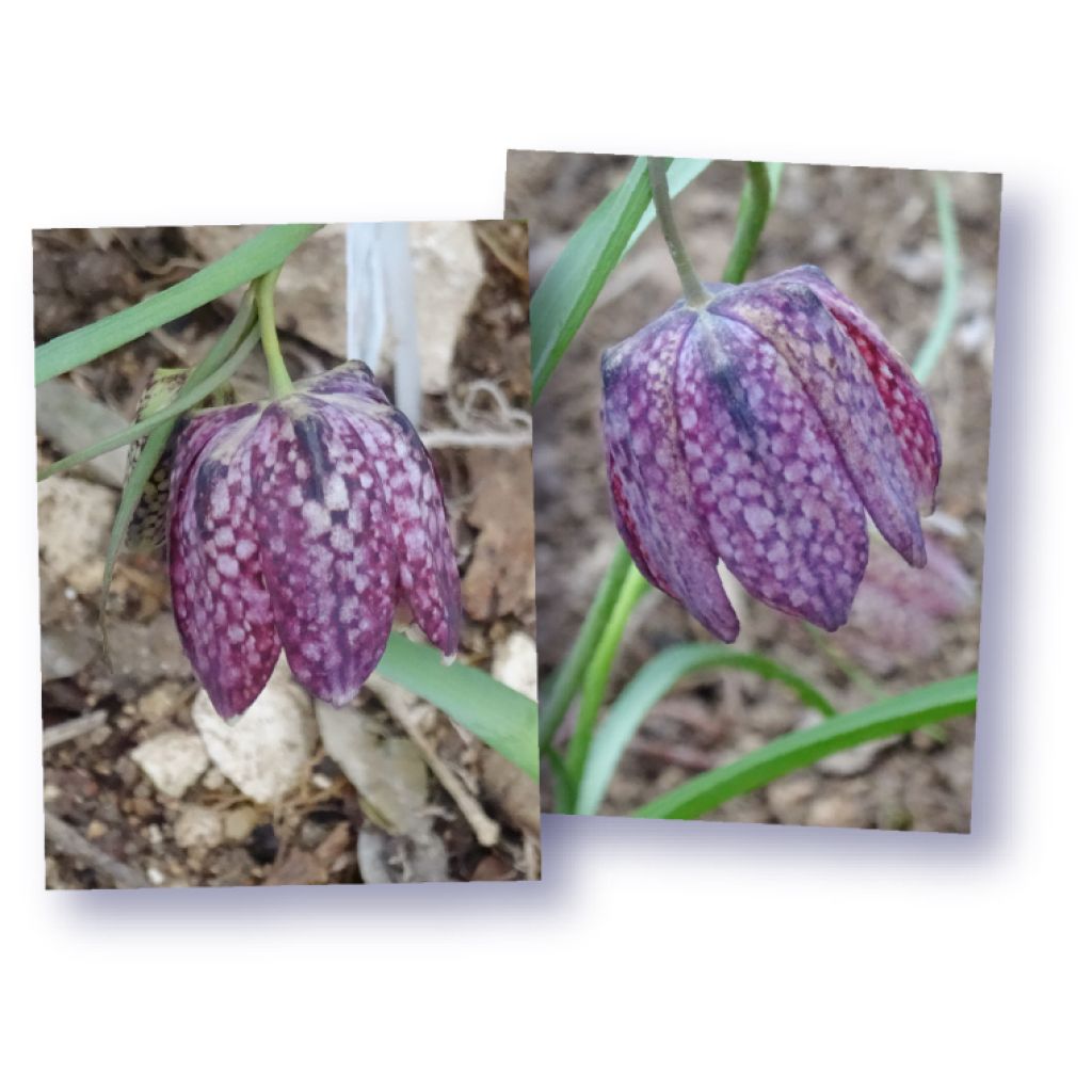 Fritillaria meleagris - Schachblume